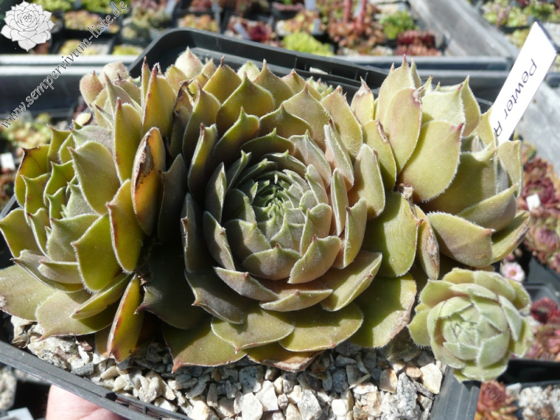 Pewter Rose