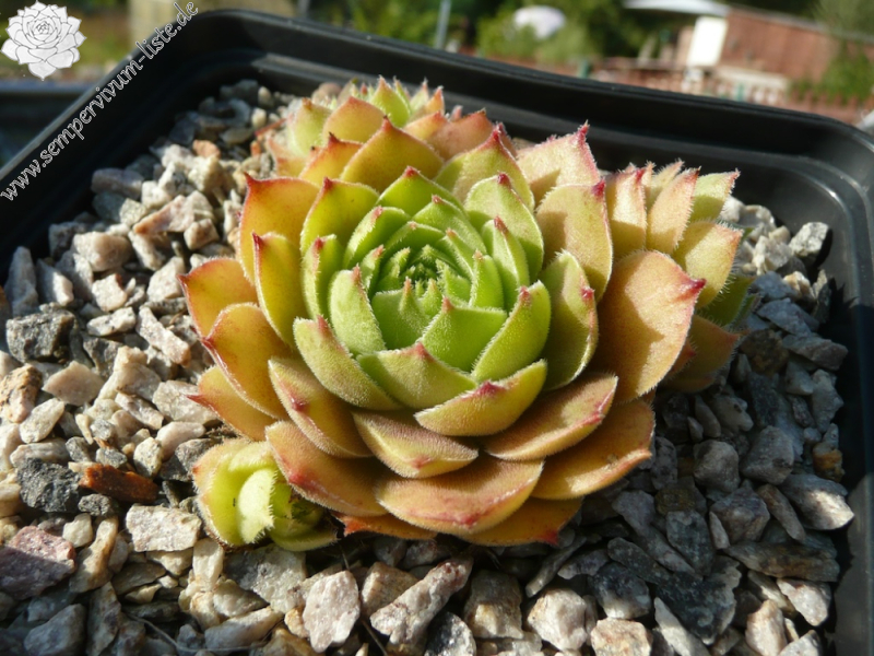 Korspelse Colette Rais