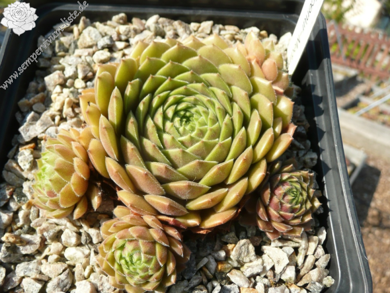  Korspelse Ecenur-Medine