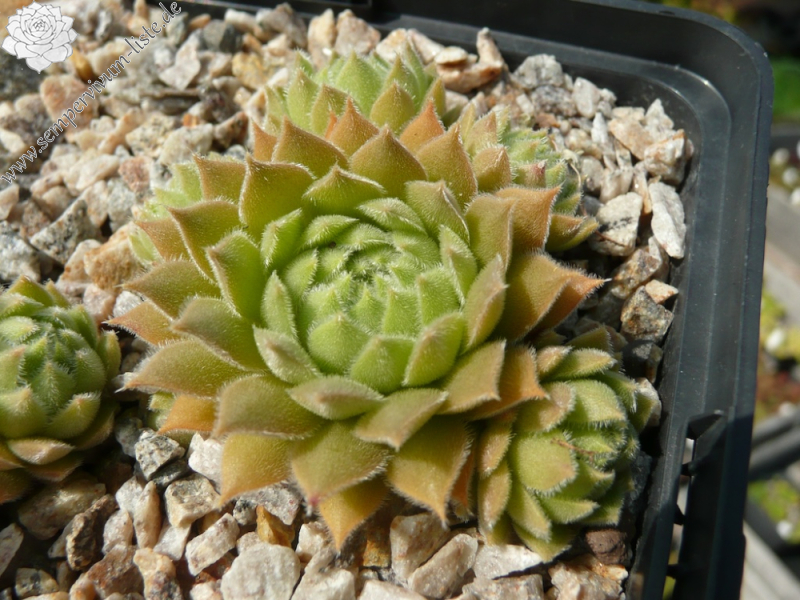  Grizzle Velvet (NNG)
