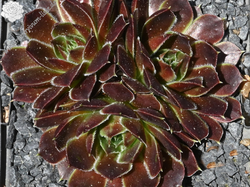 Brussels Glory / Jovi