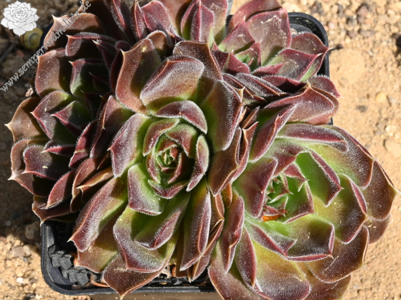 Ilanit / Jovi