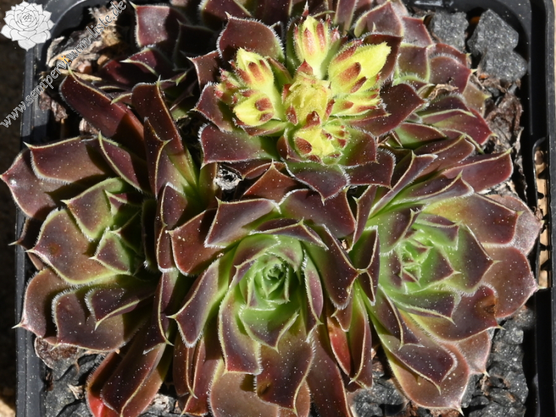 Korspelse Gillote / Jovi