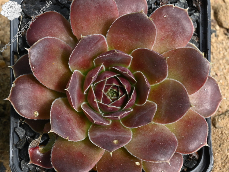 Korspelse Herdis / Jovi