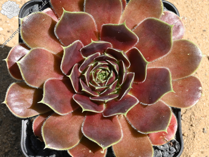 Korspelse Kristruw / Jovi