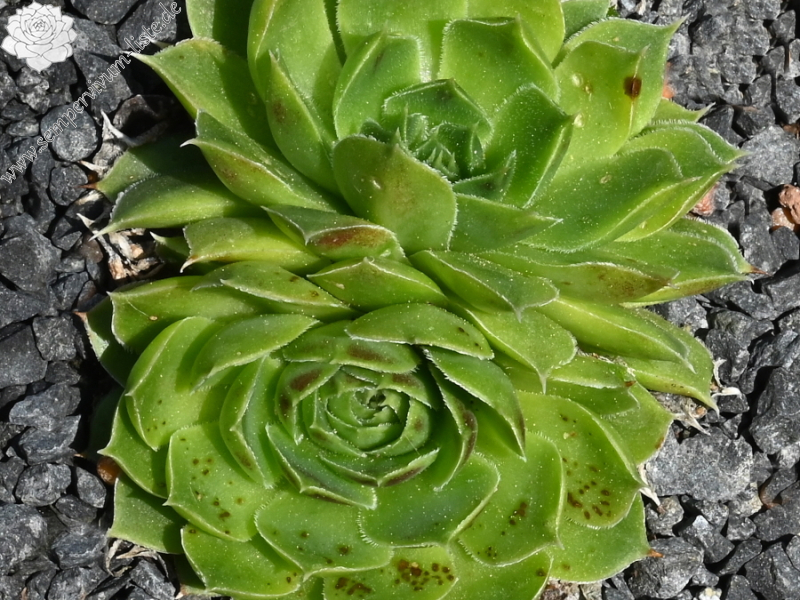 Korspelse Raanana / Jovi