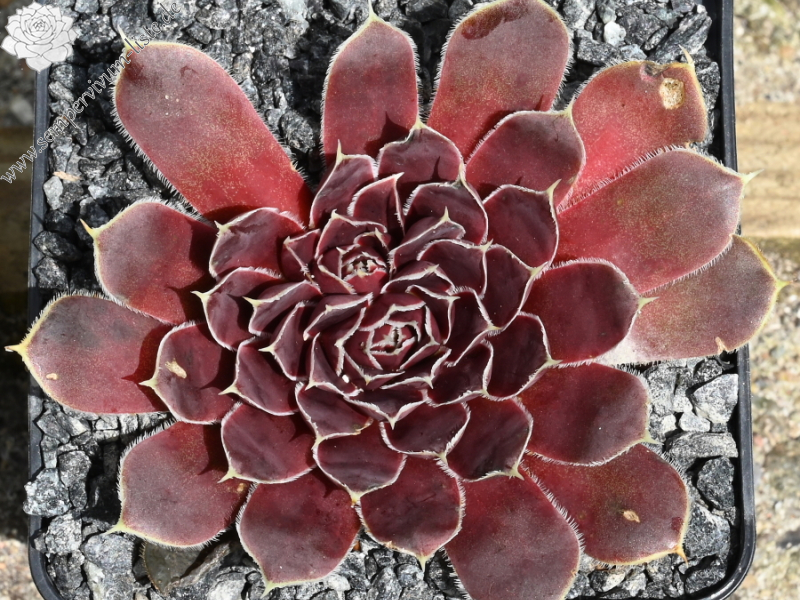 Korspelse Riwanon / Jovi