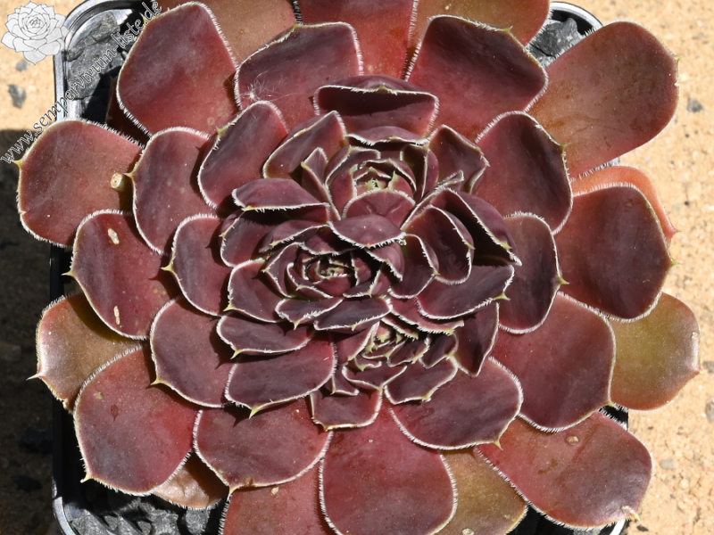 Korspelse Senne Cherry / Jovi