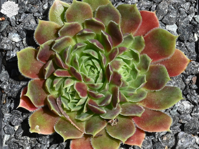 Liliane St. Pierre / Jovi