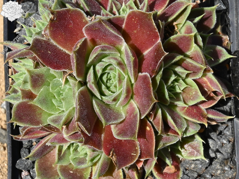 Mount Banahaw / Jovi