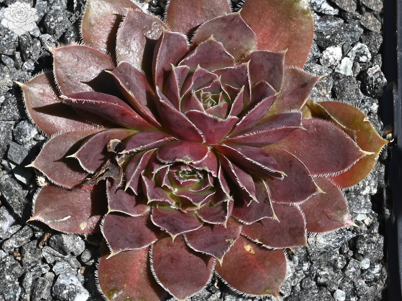 Mount Quechua / Jovi