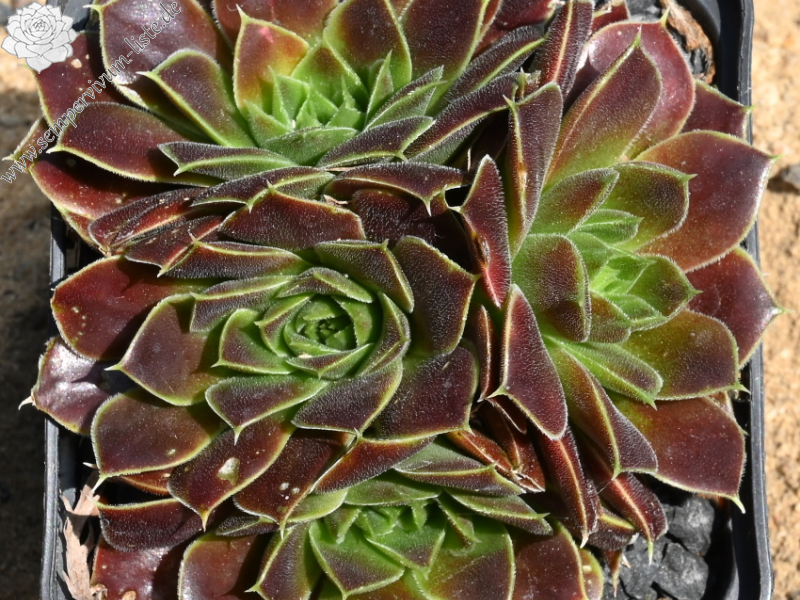 Suffolk Punch / Jovi