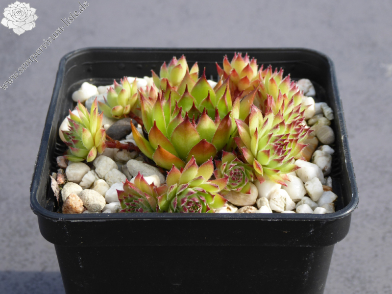 Black Forest Campfire