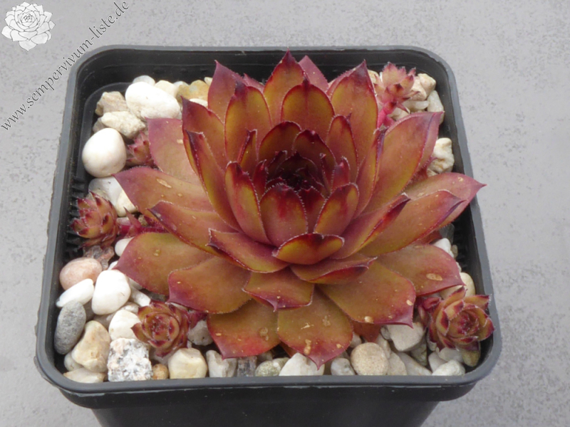 Lynn's Campfire (NNG)