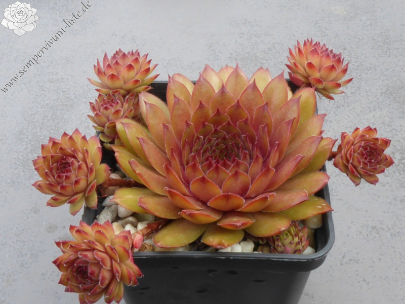 Lynn's Campfire (NNG)