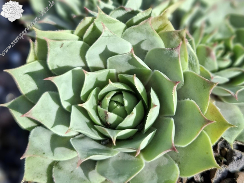 Schwarzwald Poesie (NNG)