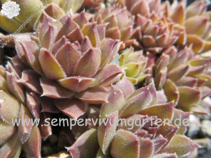 Baby Blush