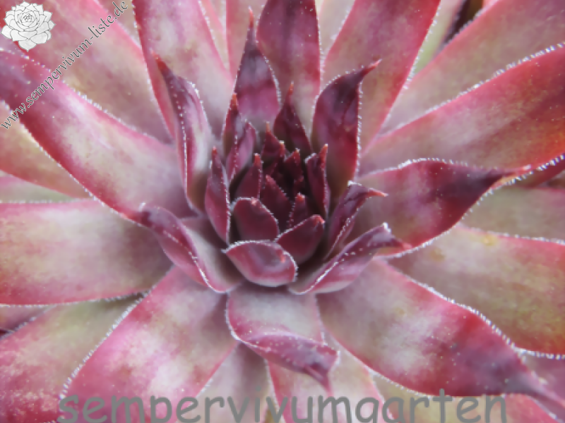 Mulberry Ice