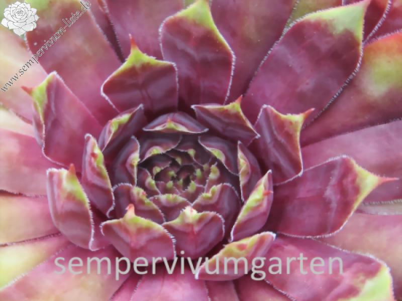 Purple Dazzler