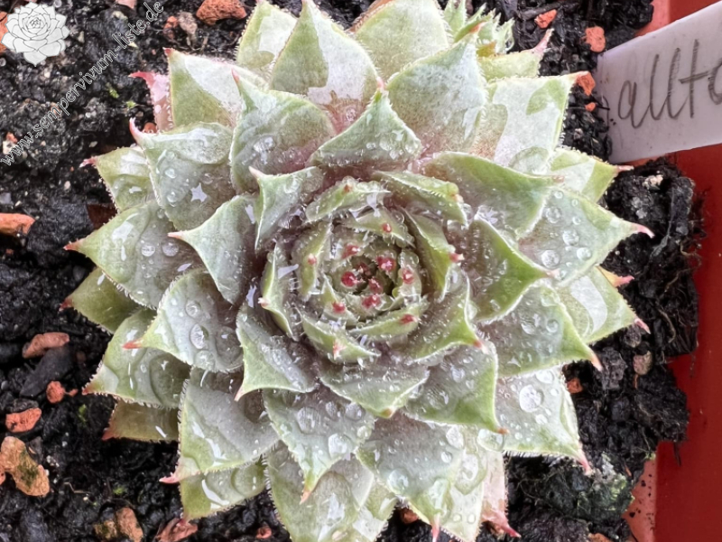 Smalltalk Roxy (NNG)