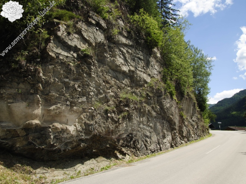 globiferum ssp. arenarium from Gebreite