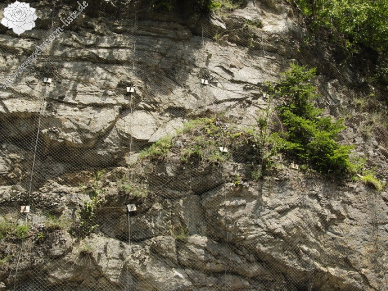 globiferum ssp. arenarium from Gebreite