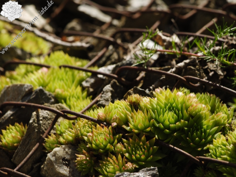 globiferum ssp. arenarium from Gebreite