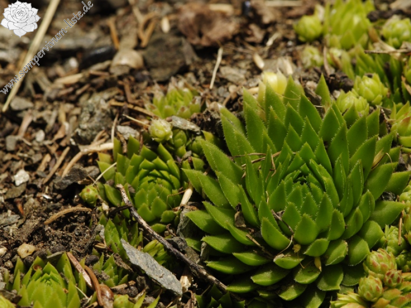 globiferum ssp. arenarium from Gebreite