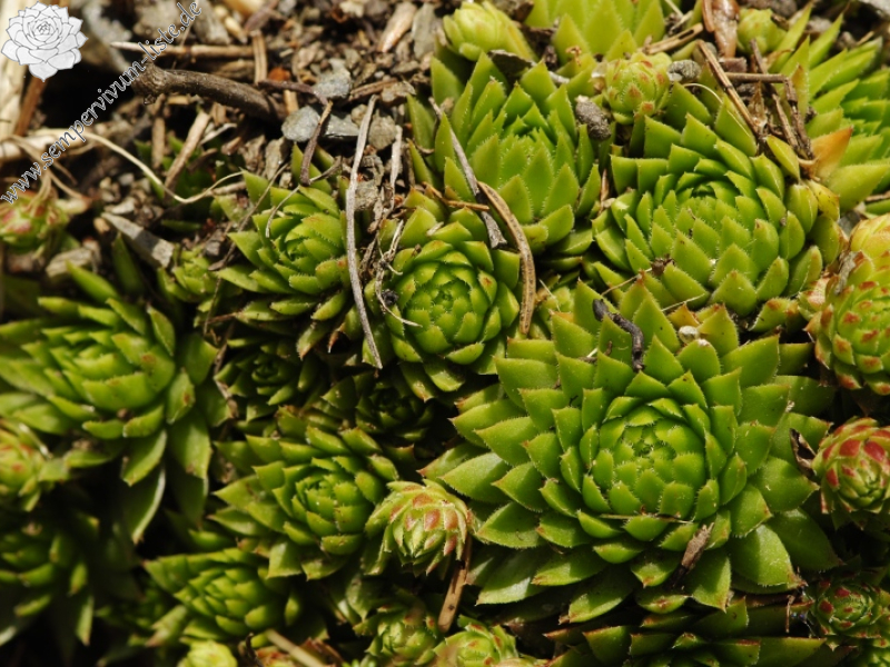 globiferum ssp. arenarium from Gebreite