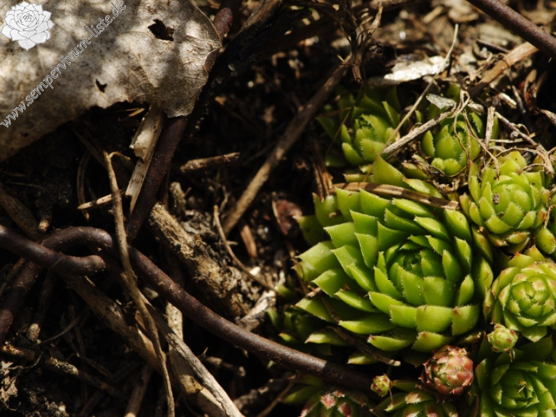 globiferum ssp. arenarium from Gebreite