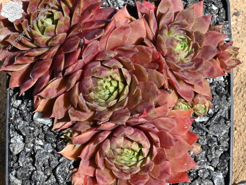 Enata