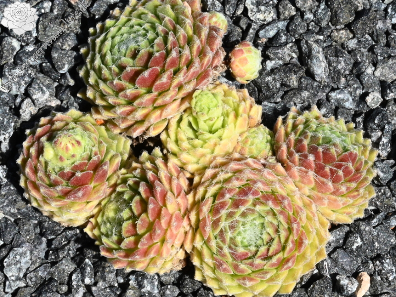 Havendijker Klausner