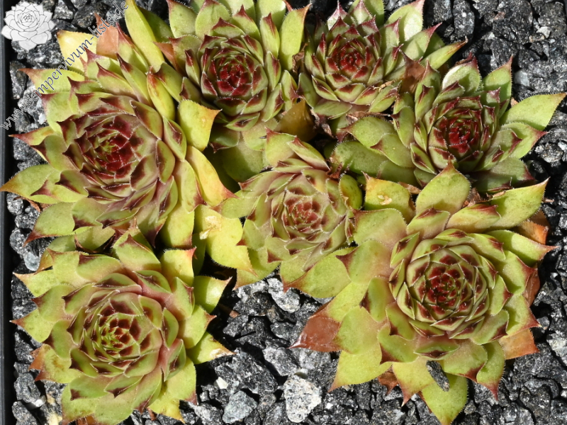 Maringa
