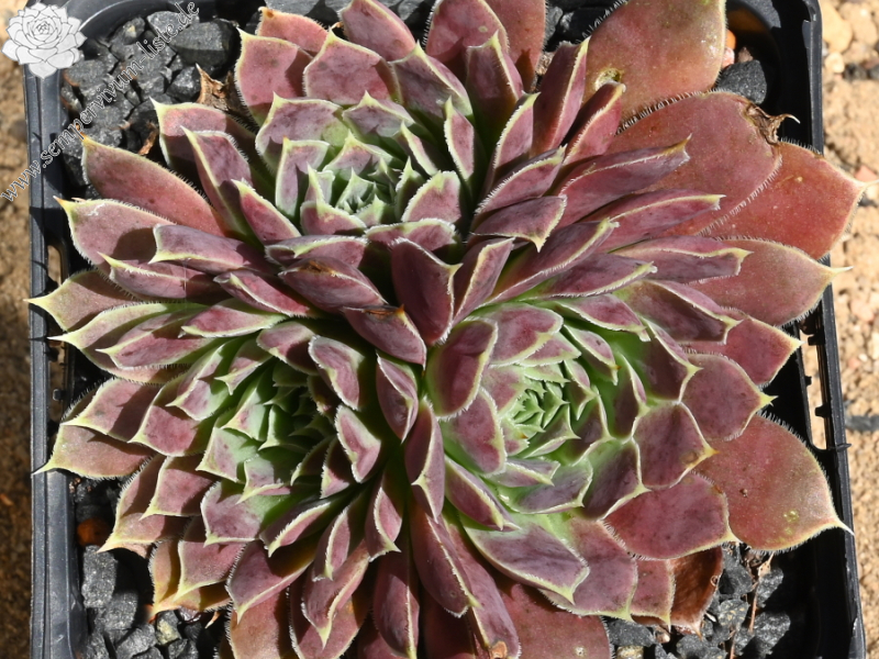 Green Roosje / Jovi