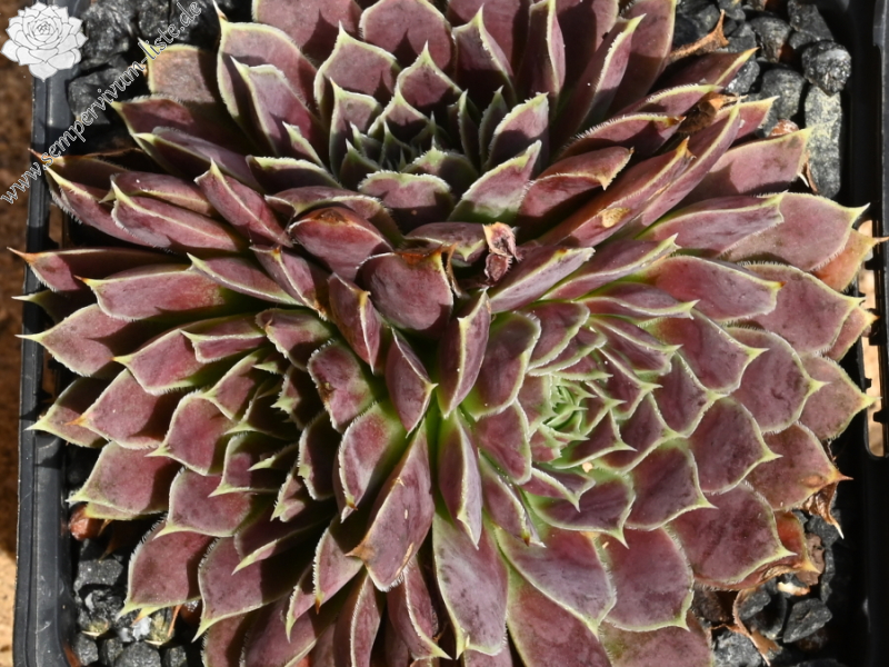 Green Roosje / Jovi