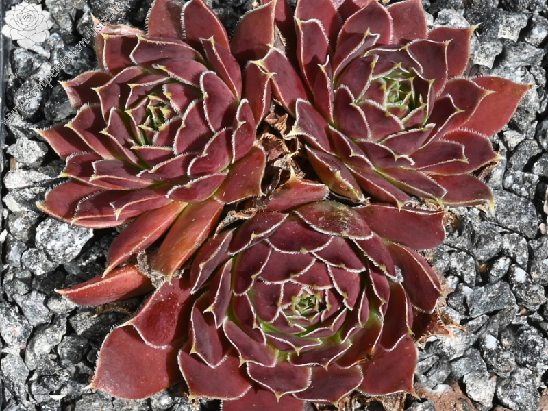 Kekumy / Jovi