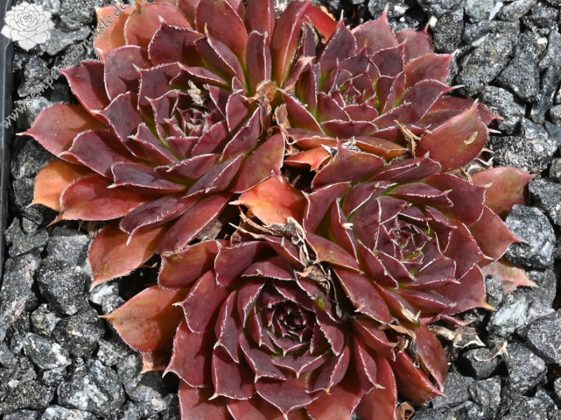 Korspelse Benonte / Jovi