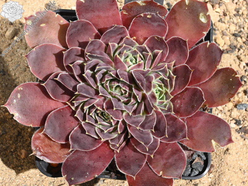 Korspelse Idaise / Jovi