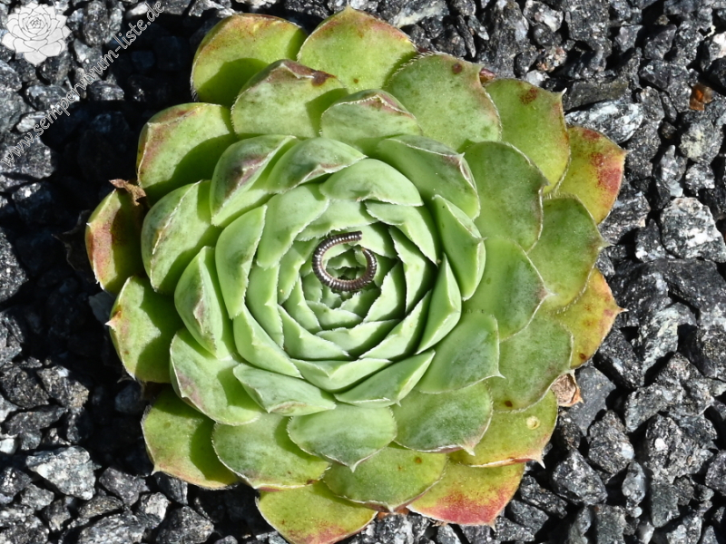 Korspelse Jiahe / Jovi