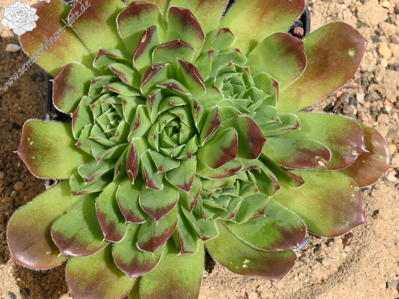 Korspelse Lipaz / Jovi