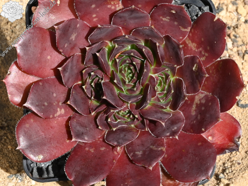 Korspelse Olyna / Jovi