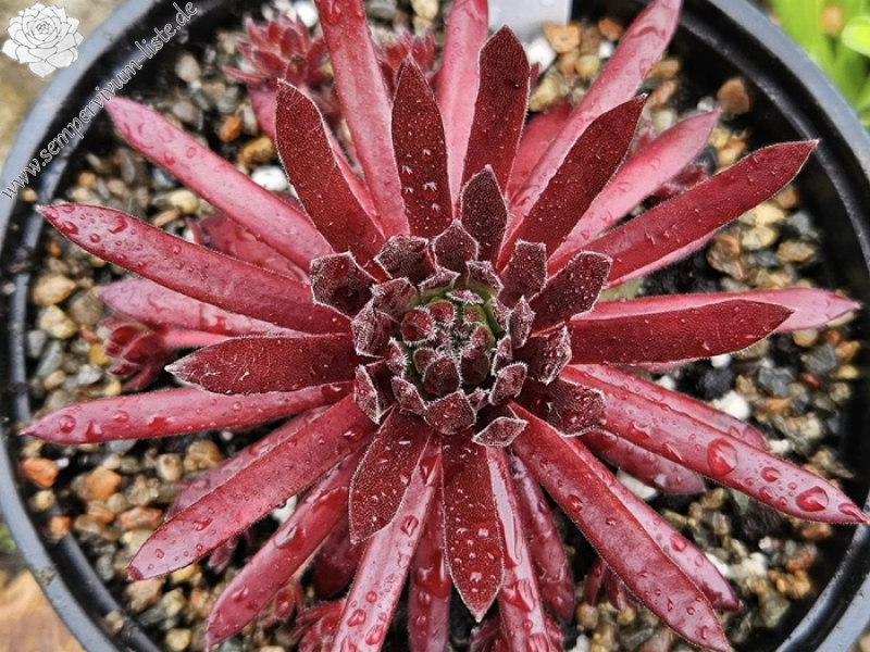 Devils Flame (NNG)