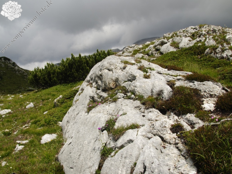 dolomiticum from Col de Ra Sciores