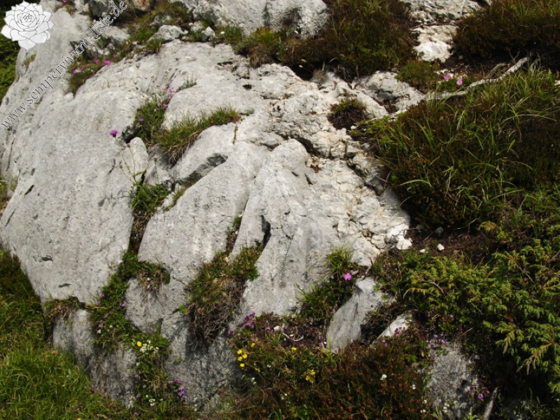 dolomiticum from Col de Ra Sciores
