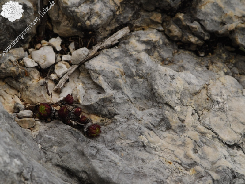dolomiticum from Col de Ra Sciores