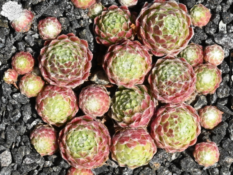 Pfälzer Spinnennetz