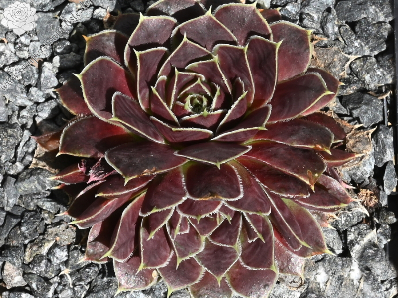 Ellenoor / Jovi