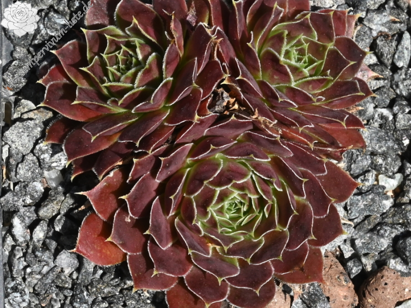 Kekumy / Jovi