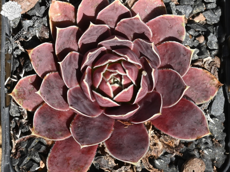 Korspel Grand Entrance / Jovi