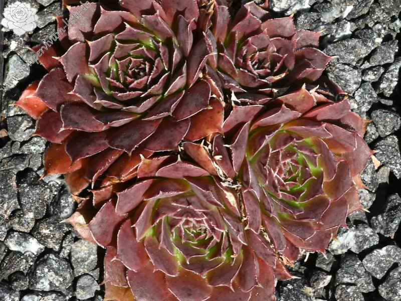  Korspelse Benonte / Jovi